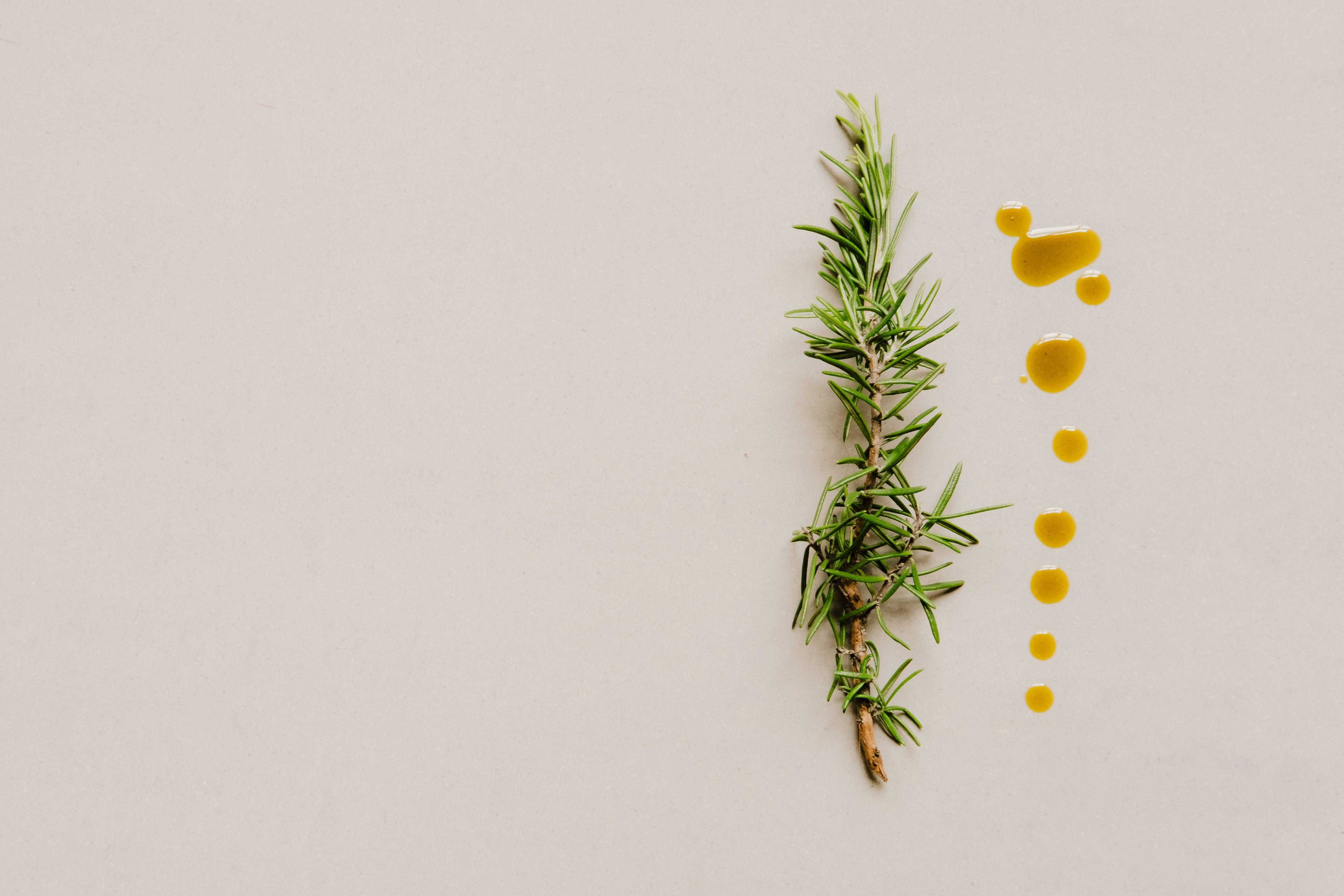Rosemary branch with golden yellow oil on a light gray background